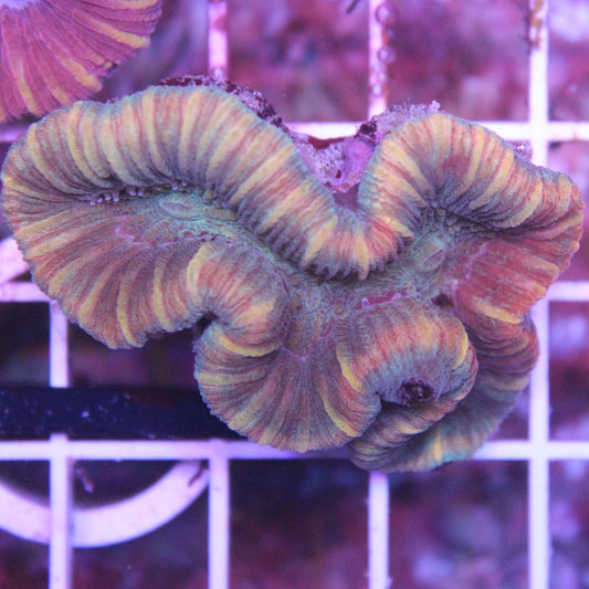 Rainbow Trachy