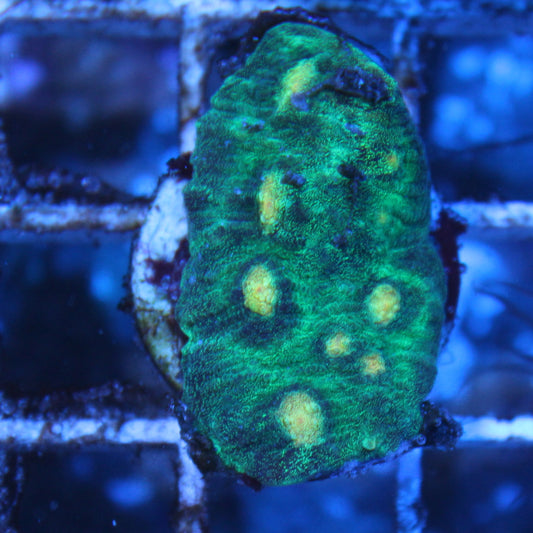 Raja Rampage Chalice