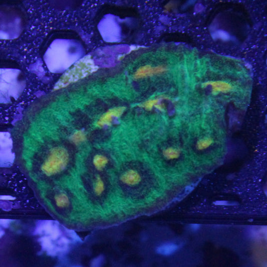 Raja Rampage Chalice