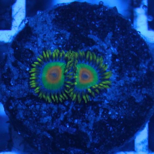 Rasta Zoa