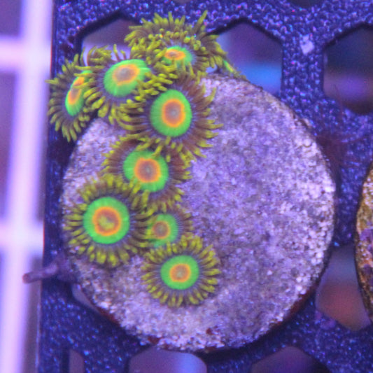 Rasta Zoa
