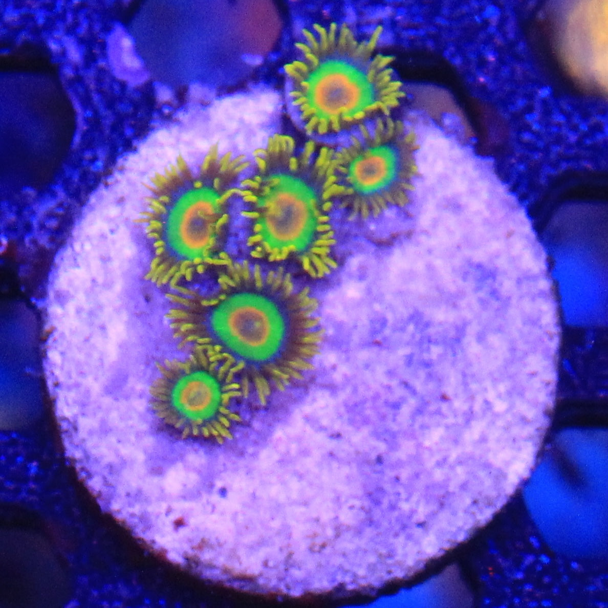 Rasta Zoa