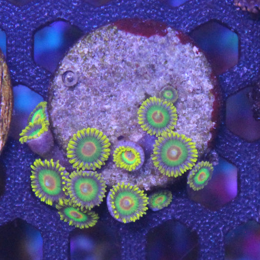 Rasta Zoa