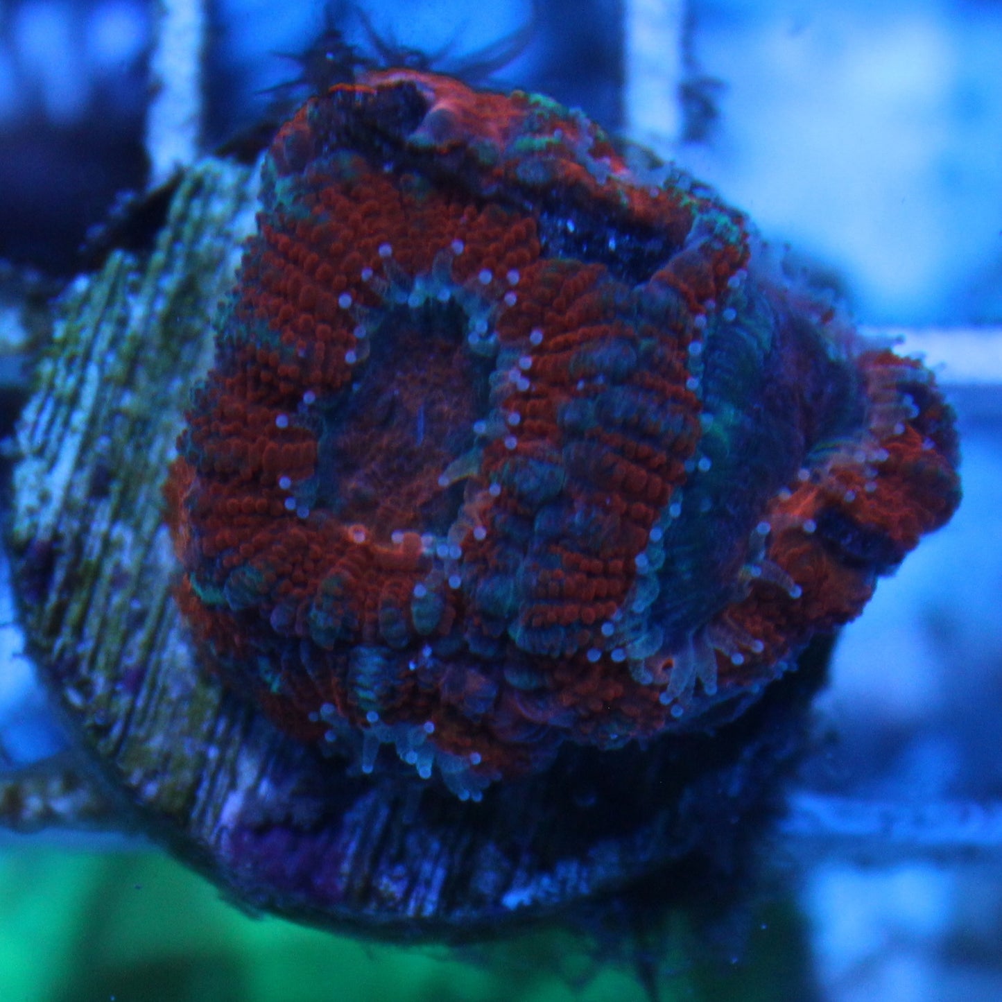 Red Acan