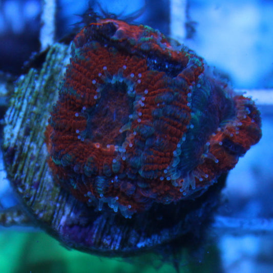 Red Acan