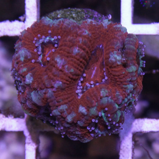 Red Acan