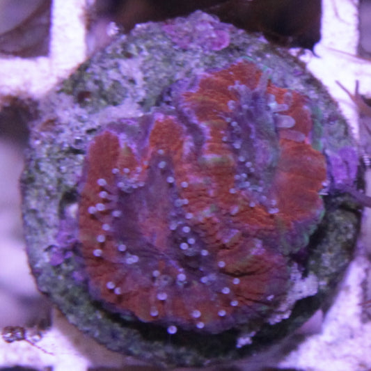 Red Acan