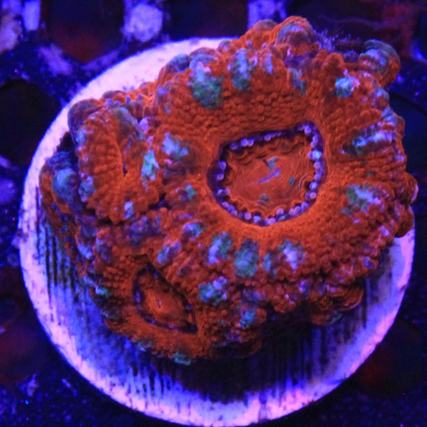 Red Acan