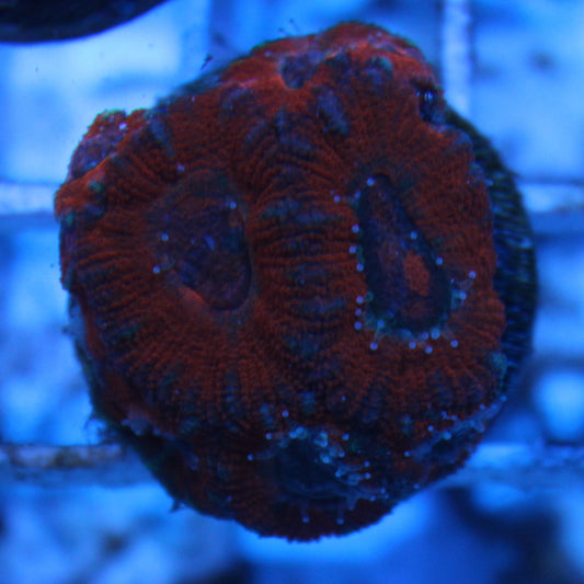 Red Acan