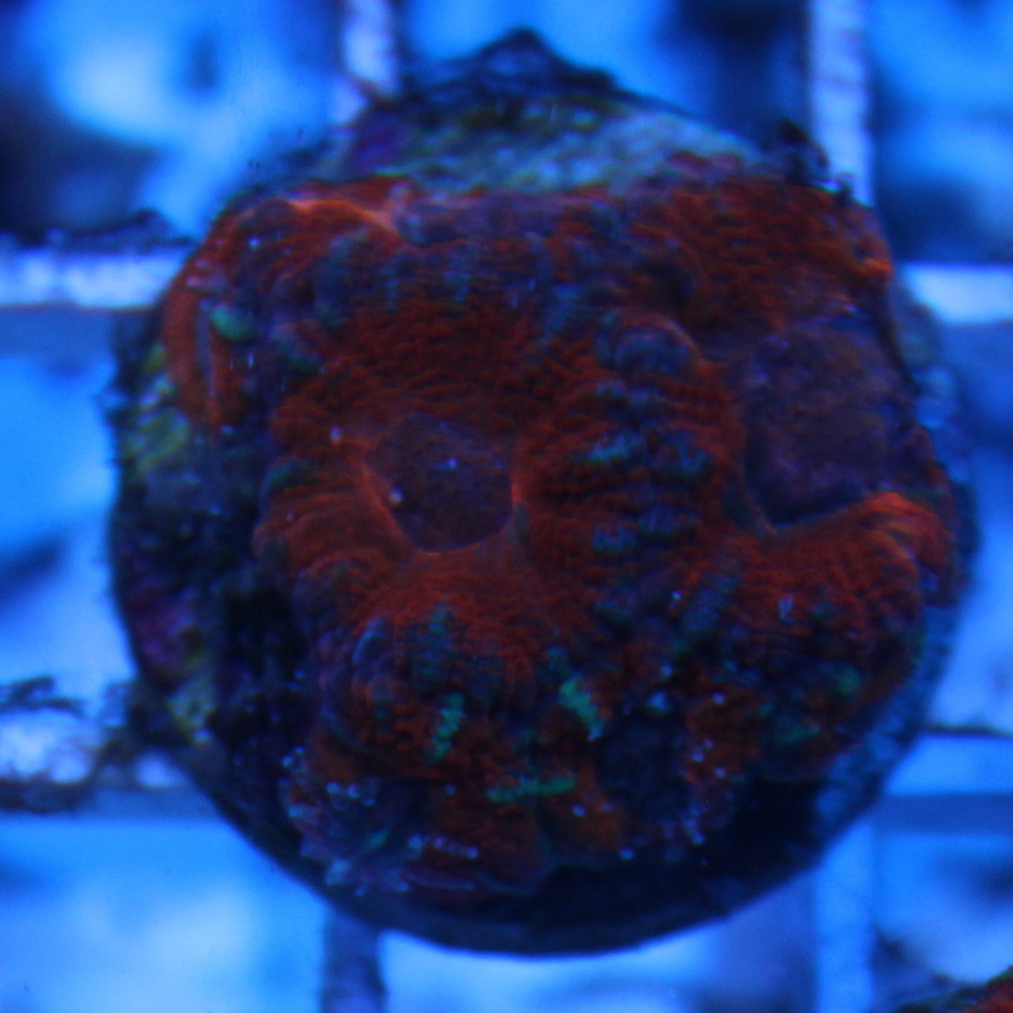 Red Acan