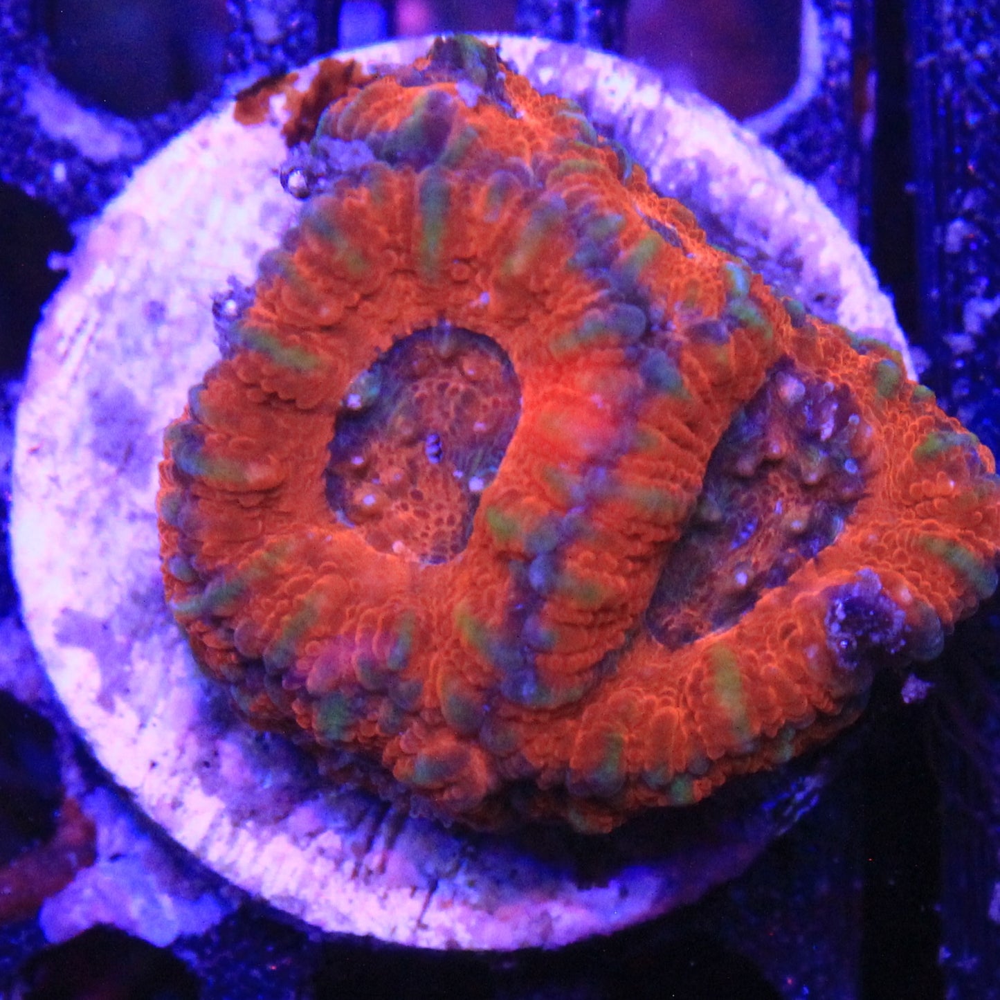 Red Acan