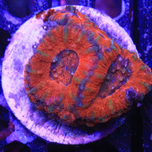 Red Acan