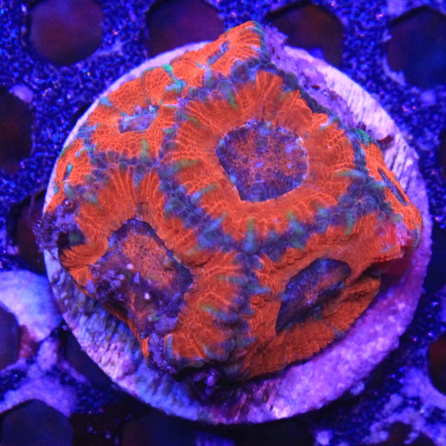 Red Acan