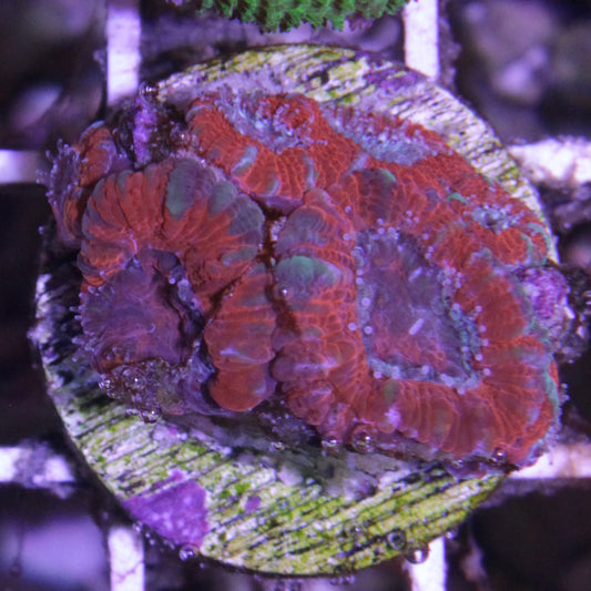 Red Acan