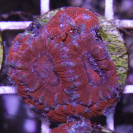 Red Acan