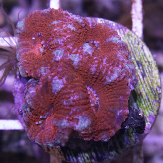 Red Acan