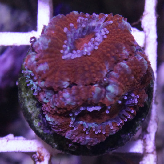 Red Acan