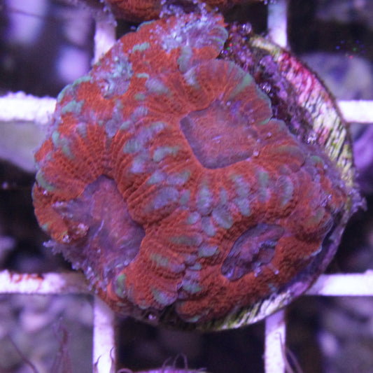 Red Acan