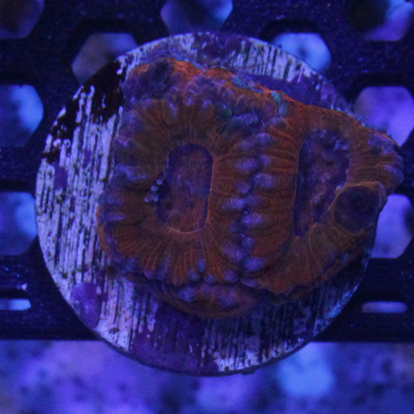 Red Acan