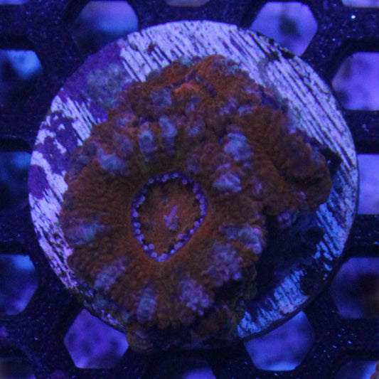 Red Acan