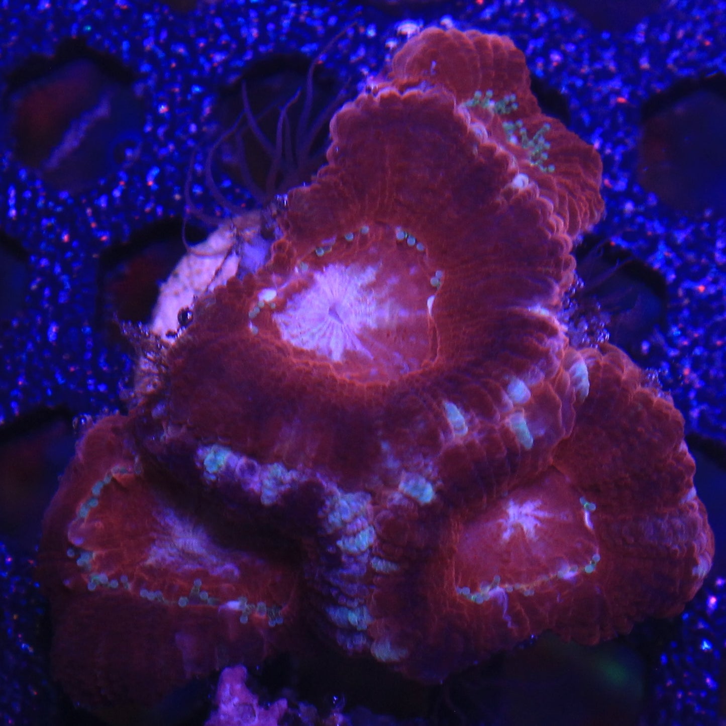 Red Asian Acan