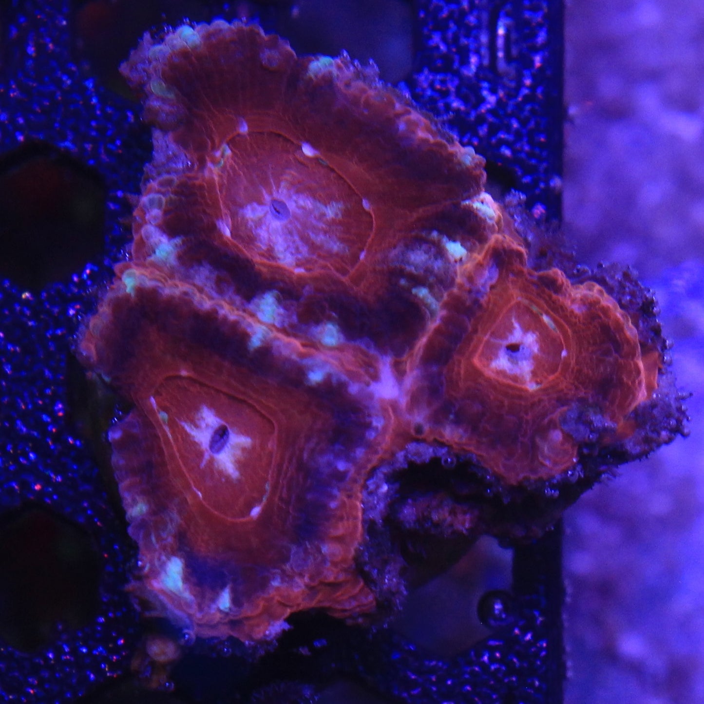 Red Asian Acan