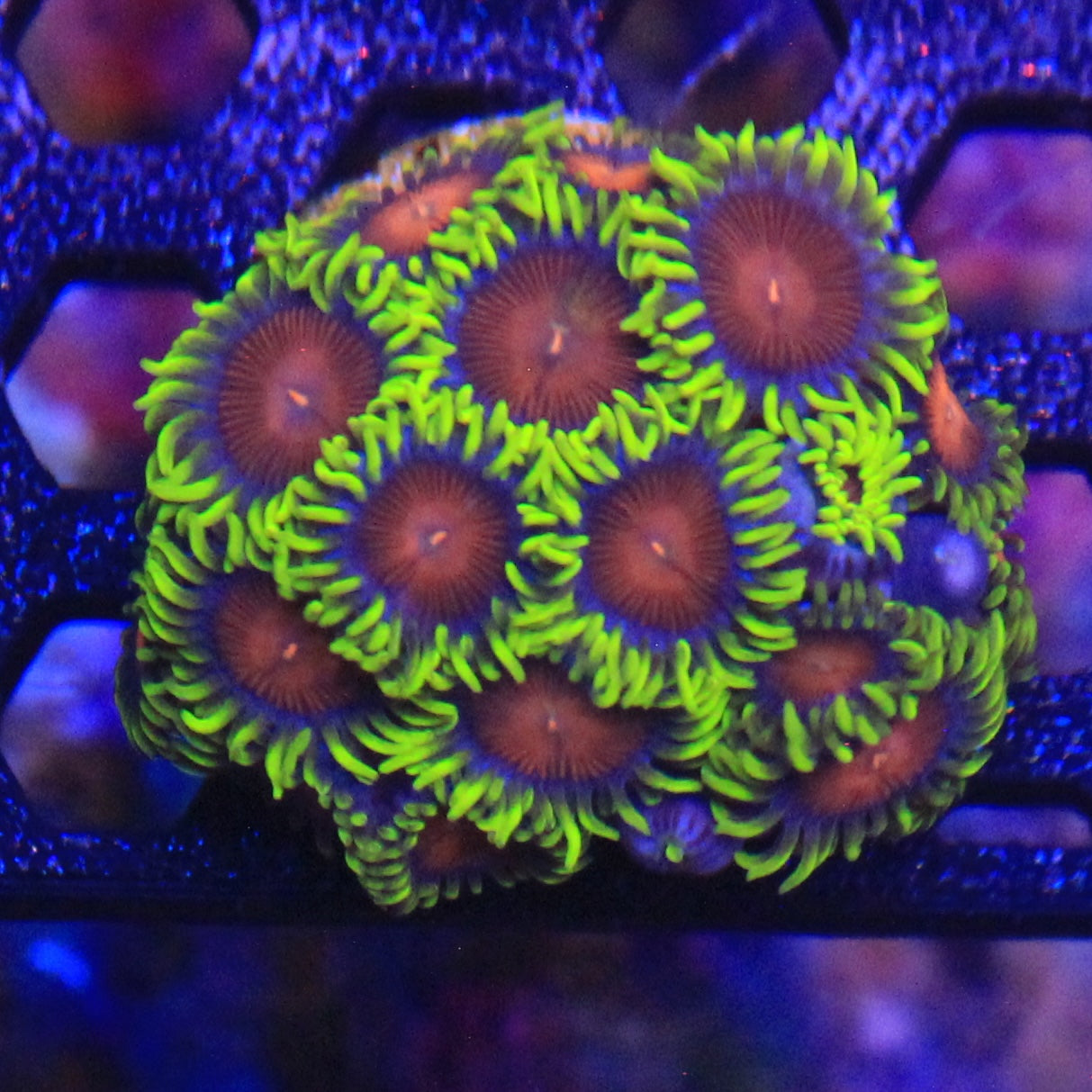 Yellow Brick Road Zoa
