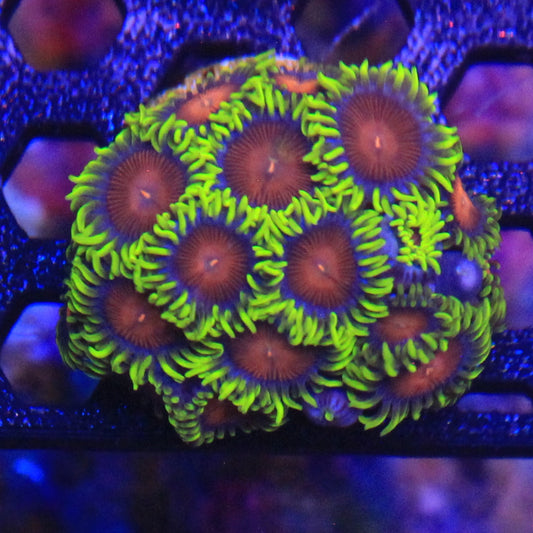 Yellow Brick Road Zoa