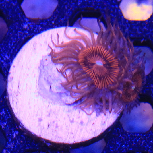 Red Lashes Zoa