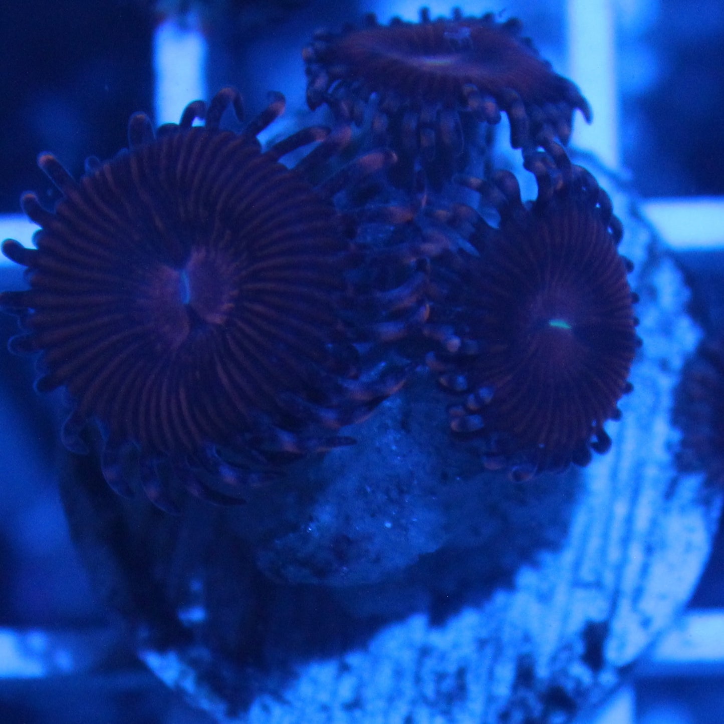 Red Monster Zoa