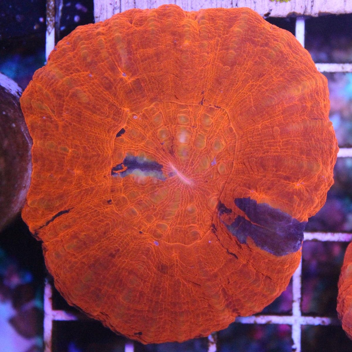 Red Scoly
