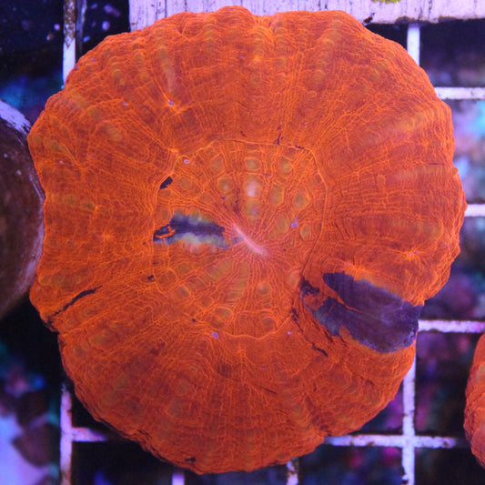 Red Scoly