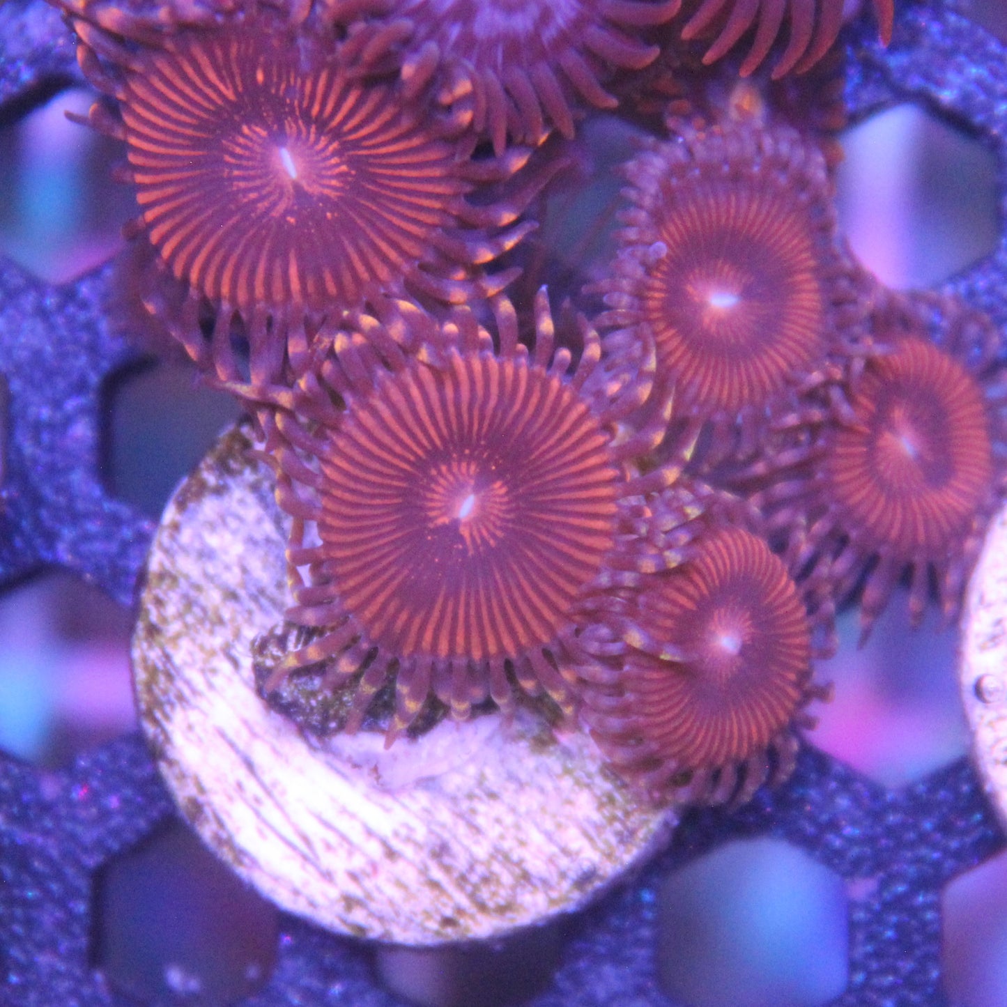 Red Zoa