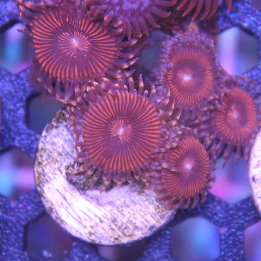 Red Zoa