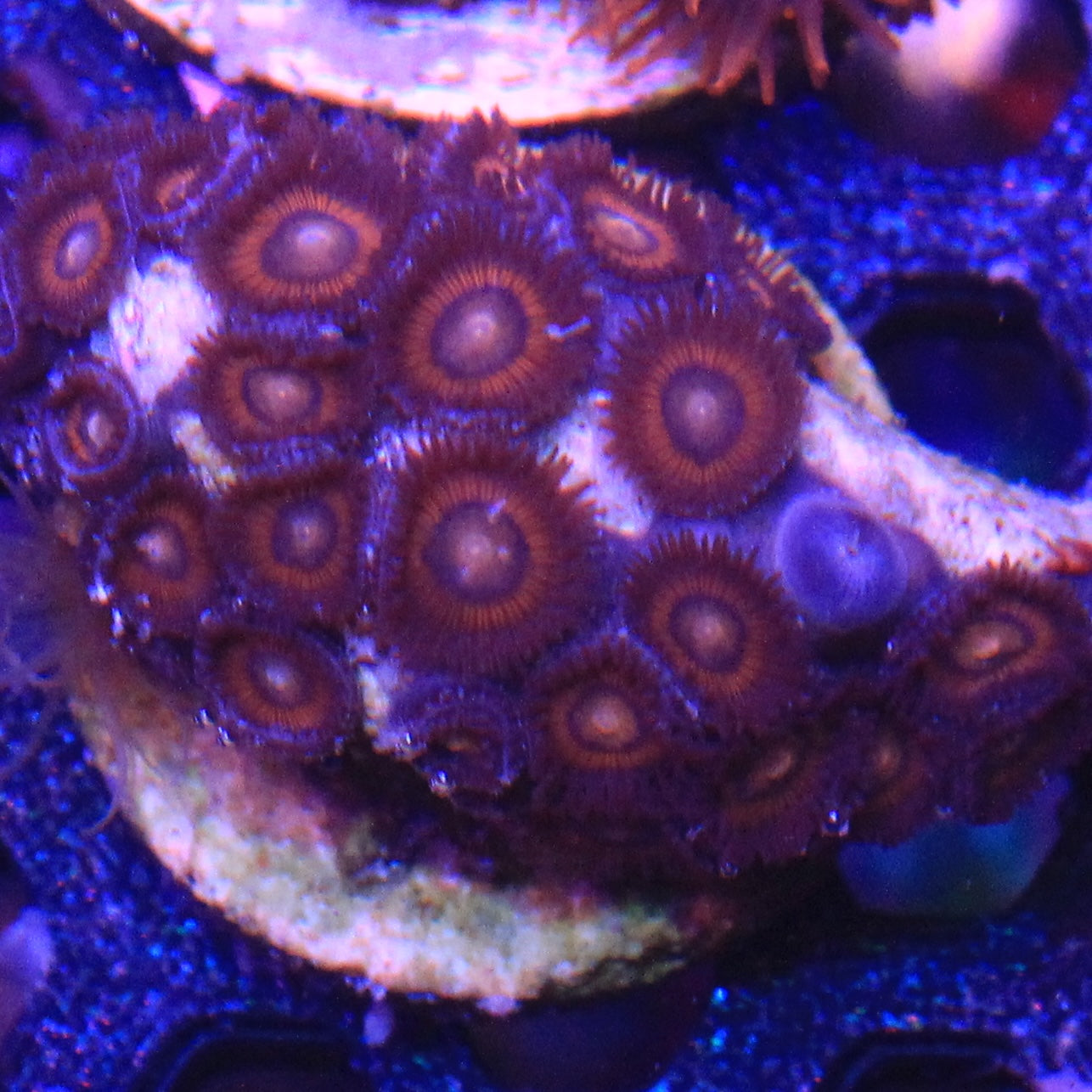 Red Zoa 