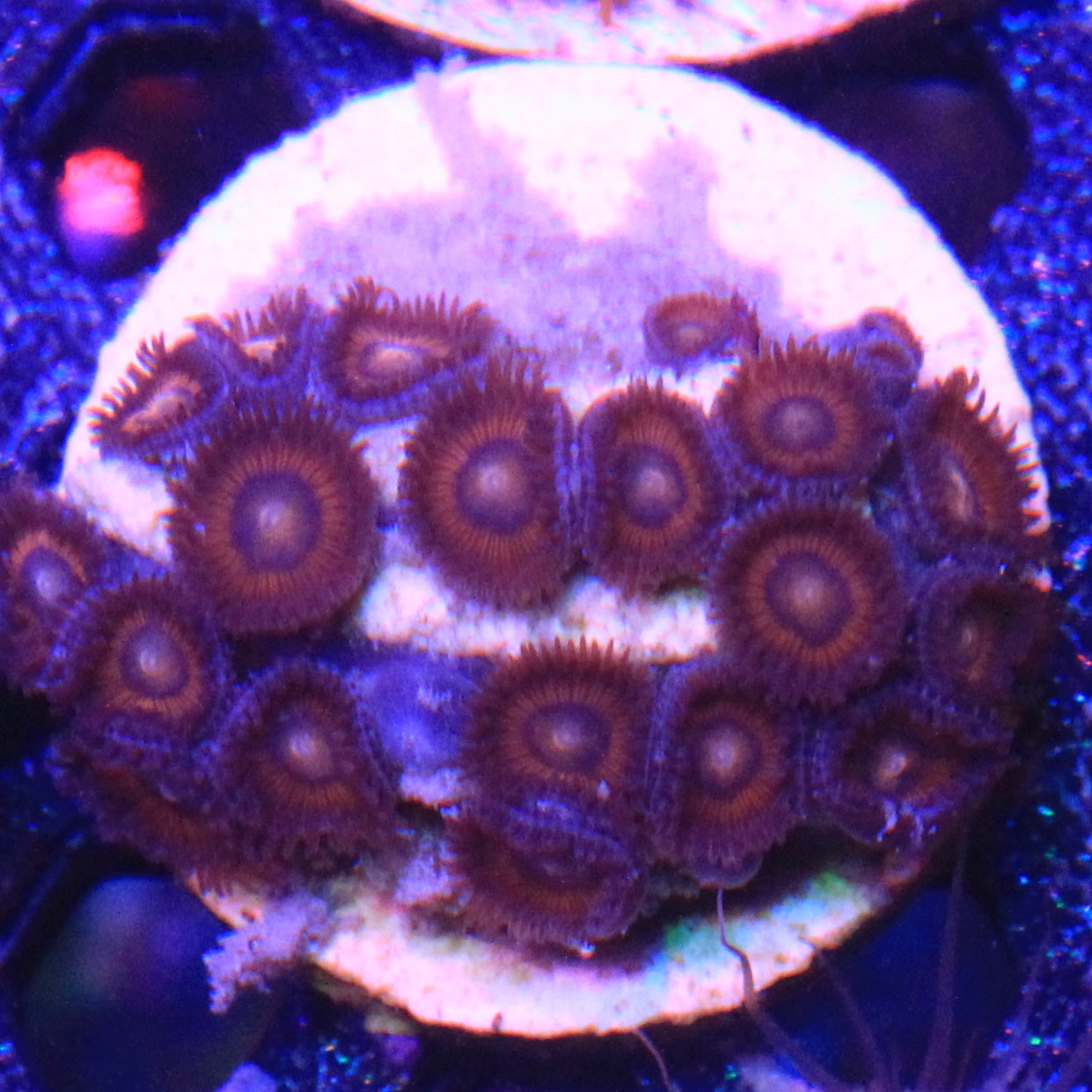 Red Zoa 