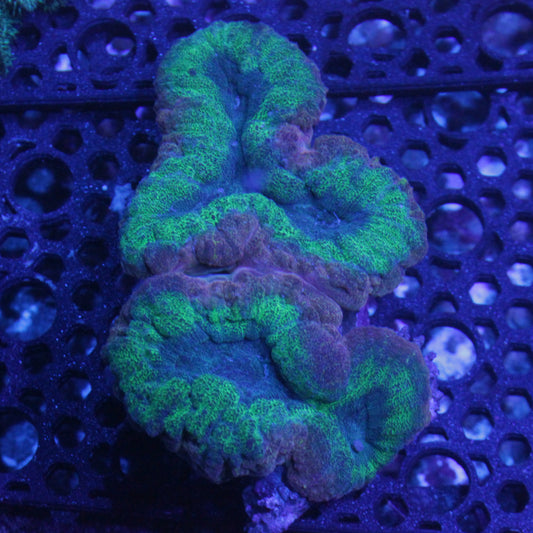 Red/Green Lobophyllia