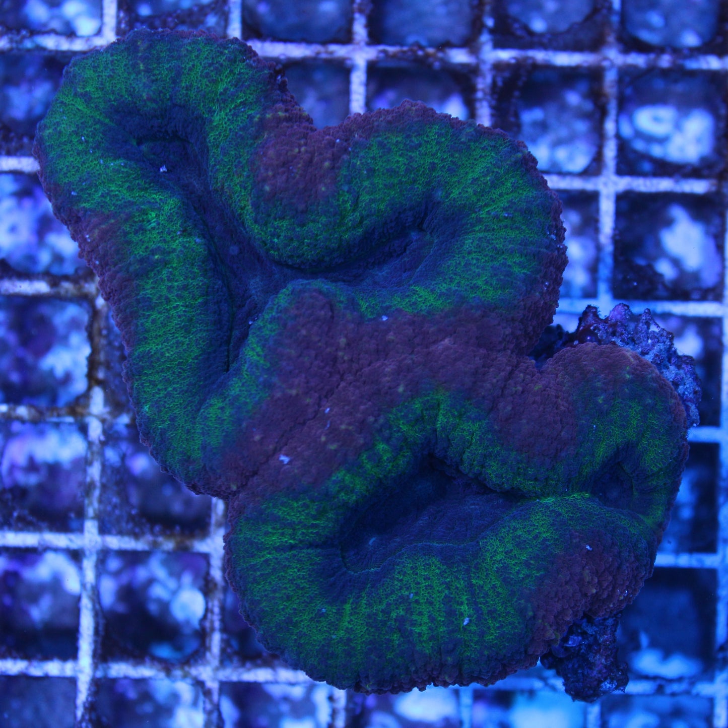 Red and Green Lobophyllia