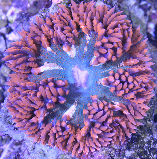 Rock Flower Anenome