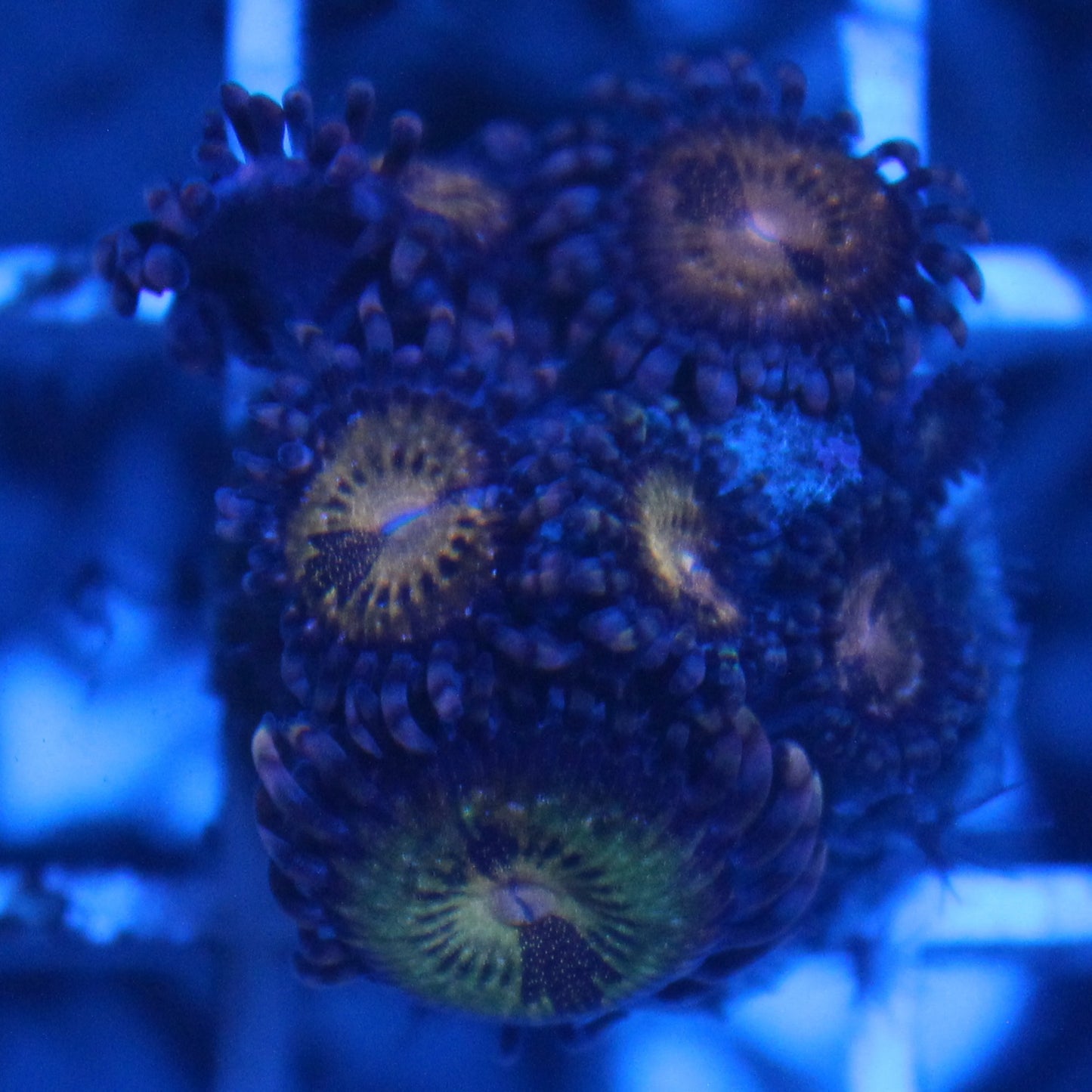 Sakura Zoa