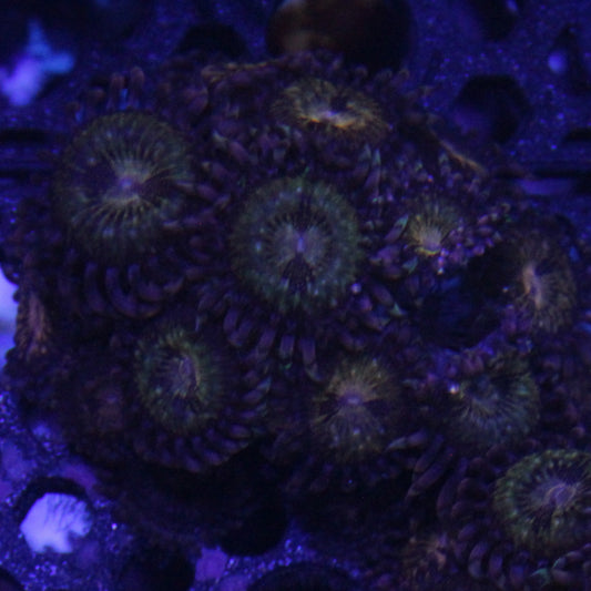 Sakura Zoa
