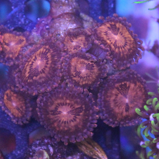 Sakura Zoa