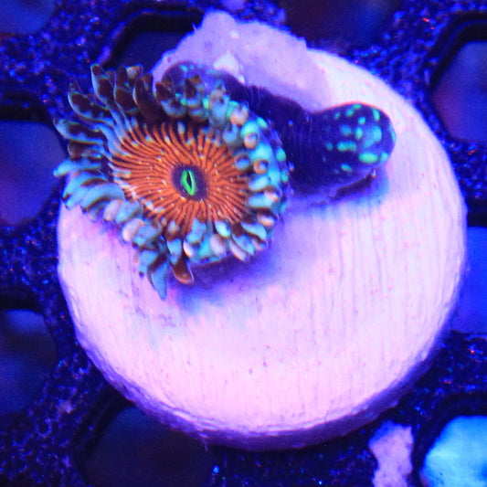 Seduction Zoa