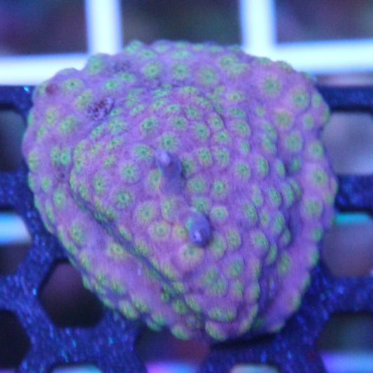 Sideman Cyphastrea
