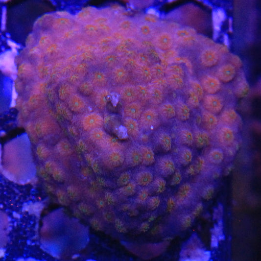 Sideman Cyphastrea