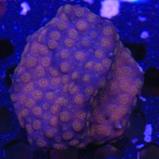 Sideman Cyphastrea
