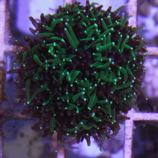 Sonic the Hedgehog Galaxea