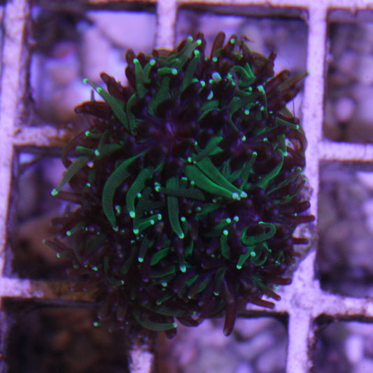 Sonic the Hedgehog Galaxea