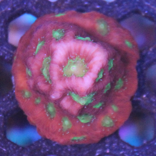 Spicy Lemon Favia