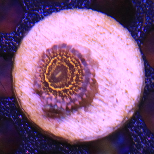 Stratosphere Zoa